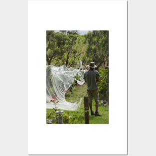 Nets on in the Vineyard - Magpie Springs - Adelaide Hills Wine Region - Fleurieu Peninsula - Winery Posters and Art